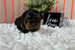 Remington - puppy for sale