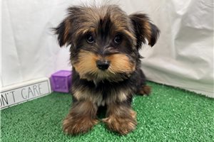 Sailor - Yorkshire Terrier - Yorkie for sale