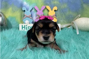 Ana - Yorkshire Terrier - Yorkie for sale