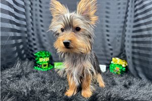Pascal - Yorkshire Terrier - Yorkie for sale