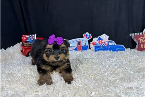 Rosalyn - Yorkshire Terrier - Yorkie for sale