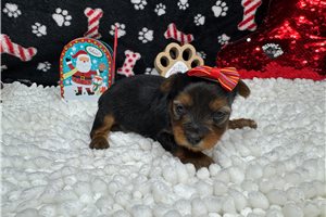 Bree - puppy for sale
