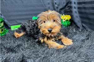 Benjamin - puppy for sale
