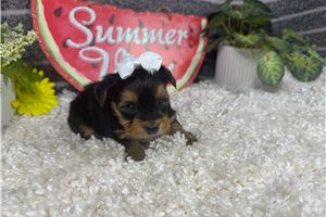 Rileigh - Yorkshire Terrier - Yorkie for sale