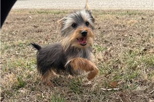 Pascal - Yorkshire Terrier - Yorkie for sale