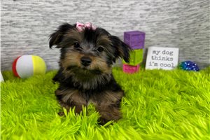 Rosalyn - Yorkshire Terrier - Yorkie for sale