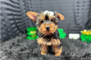 Hazel - Yorkshire Terrier - Yorkie for sale