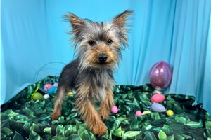 Flynn - Yorkshire Terrier - Yorkie for sale