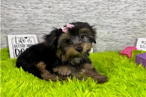 Rosalyn - Yorkshire Terrier - Yorkie for sale