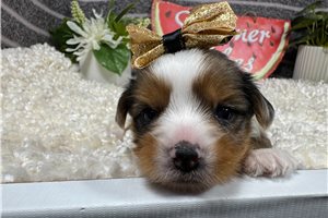 Wendi - Yorkshire Terrier - Yorkie for sale
