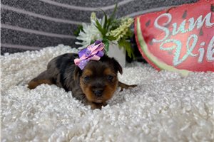 Wisteria - puppy for sale