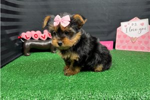 Hannah - Yorkshire Terrier - Yorkie for sale
