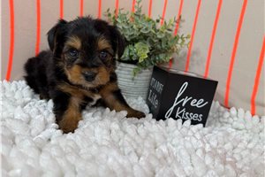 Maestro - Yorkshire Terrier - Yorkie for sale