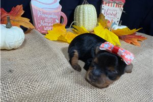 Pumpkin - puppy for sale