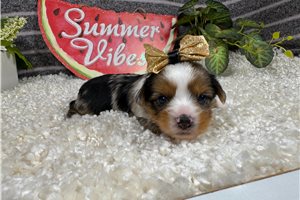Wendi - Yorkshire Terrier - Yorkie for sale
