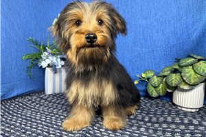 Remington - Yorkie for sale