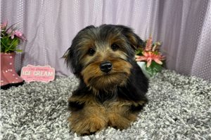 Remington - Yorkshire Terrier - Yorkie for sale