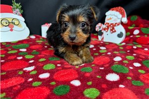 Peanut - Yorkshire Terrier - Yorkie for sale