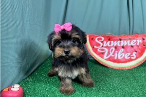 Rosalyn - Yorkshire Terrier - Yorkie for sale
