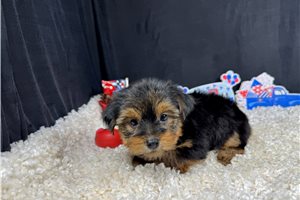 Rudy - Yorkshire Terrier - Yorkie for sale