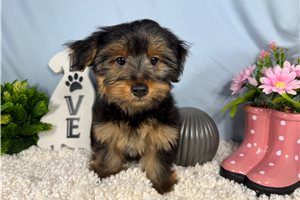 Remington - Yorkshire Terrier - Yorkie for sale