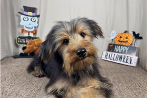 Remington - Yorkie for sale