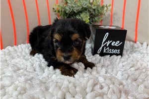 Maddox - Yorkshire Terrier - Yorkie for sale