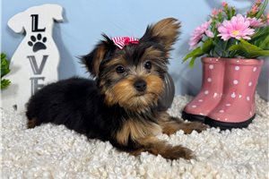 Rena - Yorkshire Terrier - Yorkie for sale