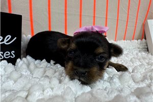 Rosalyn - puppy for sale