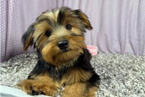 Rudy - Yorkshire Terrier - Yorkie for sale