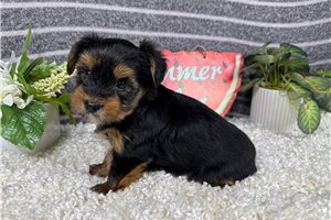 Maddox - Yorkshire Terrier - Yorkie for sale