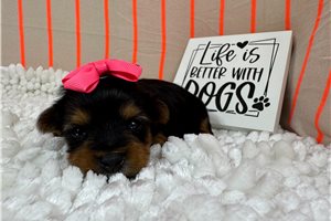 Rena - Yorkshire Terrier - Yorkie for sale