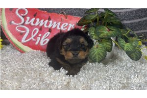 Remington - Yorkshire Terrier - Yorkie for sale