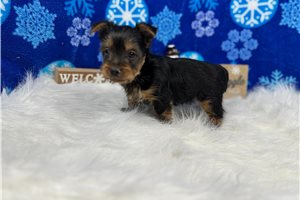 Henry - Yorkshire Terrier - Yorkie for sale