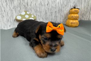 Porsha - puppy for sale