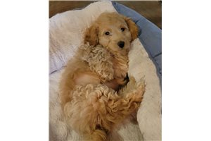 Luther - Cockapoo for sale