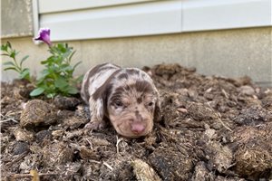 Clarice - puppy for sale