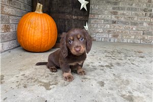Raye - puppy for sale