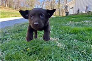 Jazzy - Labrador Retriever for sale
