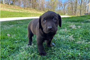 Jocelyn - Labrador Retriever for sale