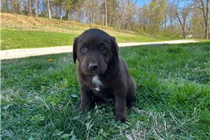 Jenna - puppy for sale