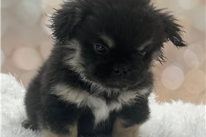 Loki - French Bulldog for sale