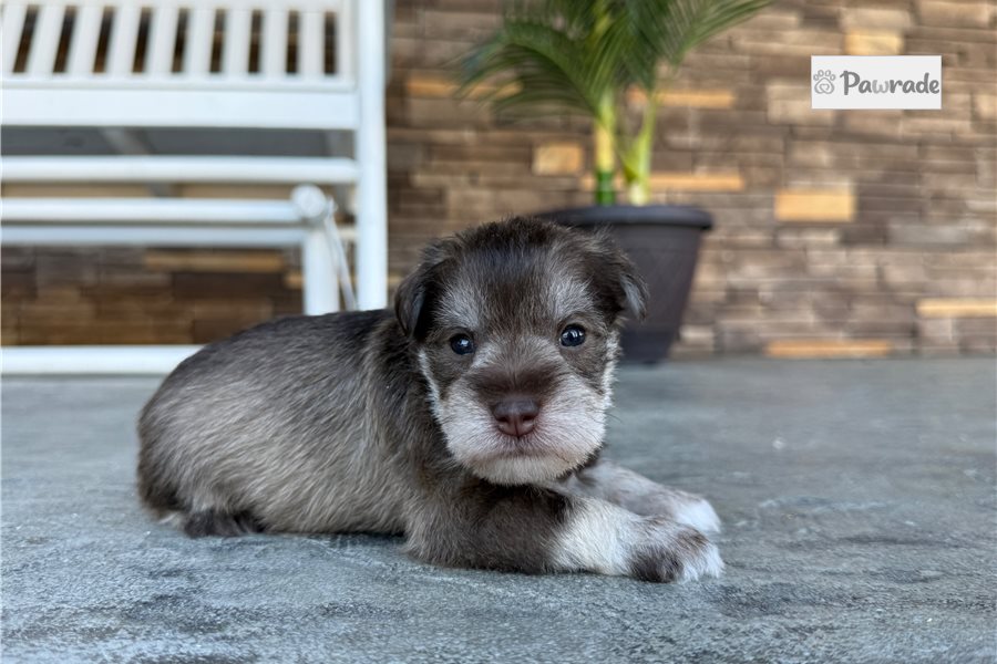 Hector - Miniature Schnauzer for sale