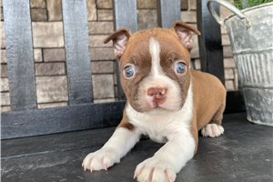 Dozer - Boston Terrier for sale