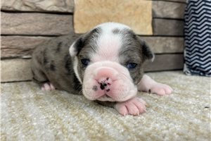 Karita - Boston Terrier for sale