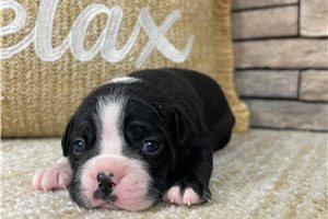 Kate - Boston Terrier for sale