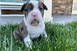 Karla - Boston Terrier for sale