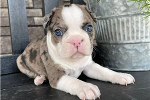 Amara - Boston Terrier for sale
