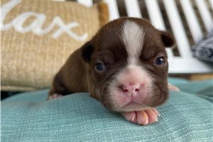 Allyson - Boston Terrier for sale