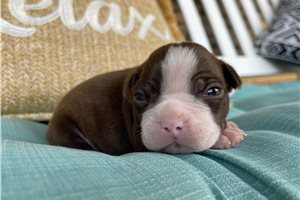 Artie - Boston Terrier for sale